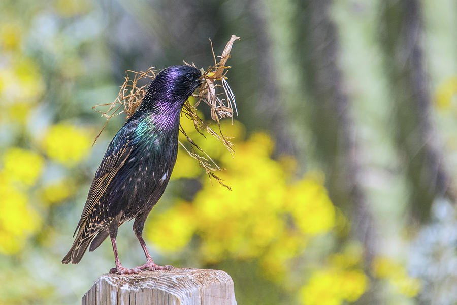 European Starling with Nesting Material 7094-041419 Photograph by Tam Ryan