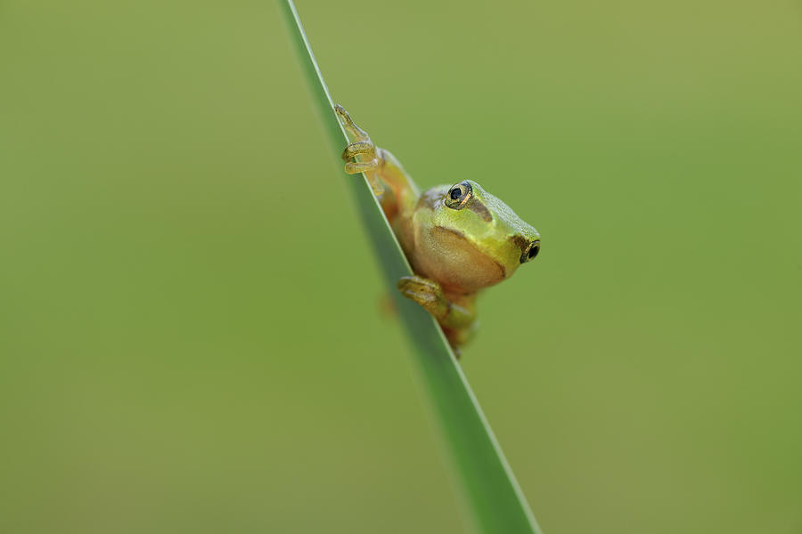 European Tree Frog Hyla Arborea Photograph by Martin Ruegner