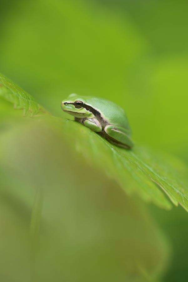 Wildlife Photograph - European Tree Frog Resting On Vine Leaf. Camargue by Jean E. Roche / Naturepl.com