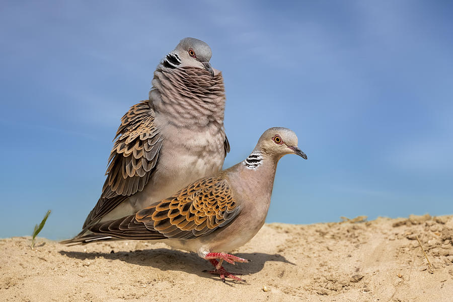 Dove Photograph - European-turtle Dove Couple by Siyu And Wei Photography