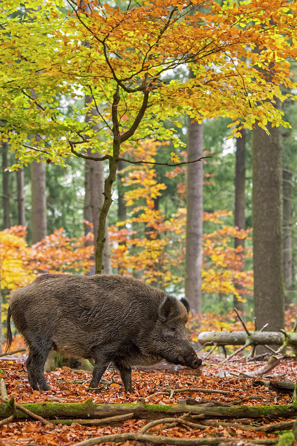 European Wild Boar Photograph by Arterra Picture Library