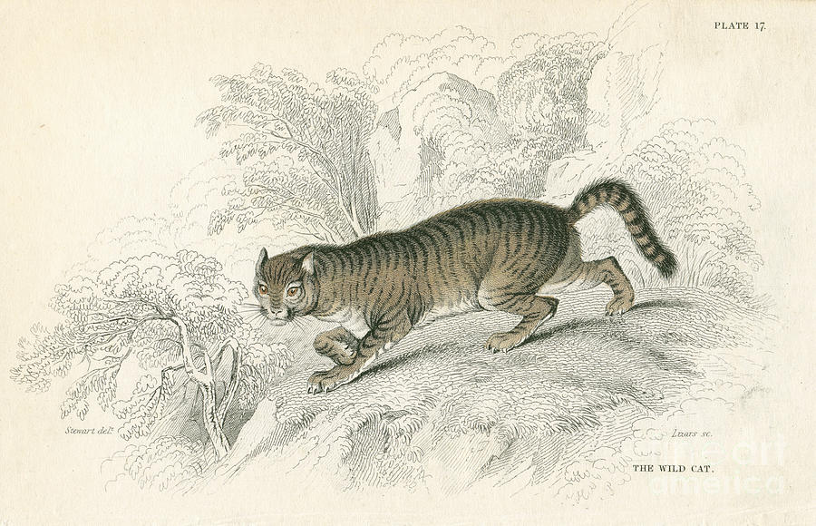 European Wild Cat Felis Silvestris Drawing by Print Collector