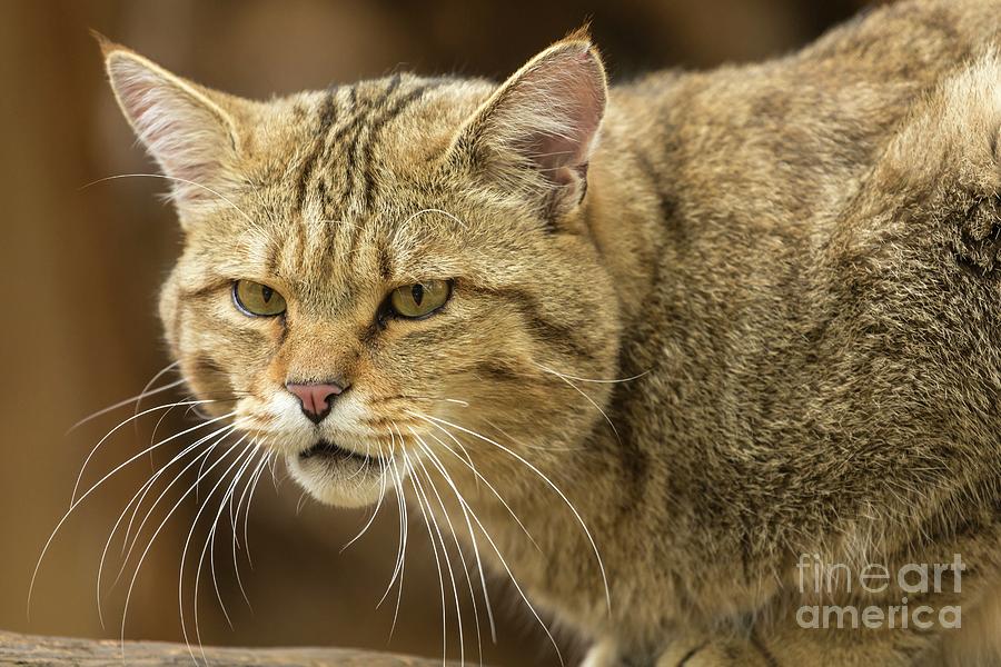 European Wildcat Photograph by Martyn F. Chillmaid/science Photo Library