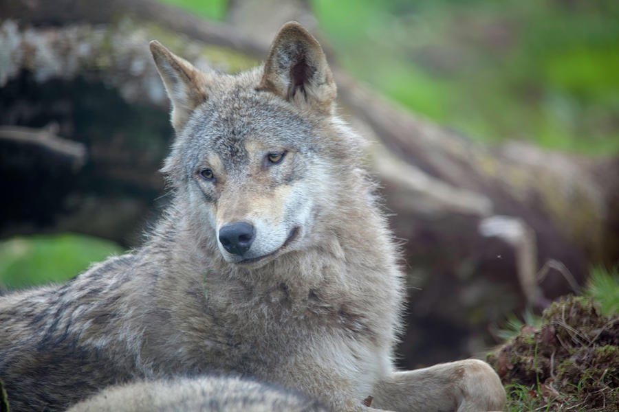 European Wolf by Cheltenham Media European Wolf by Cheltenham Media