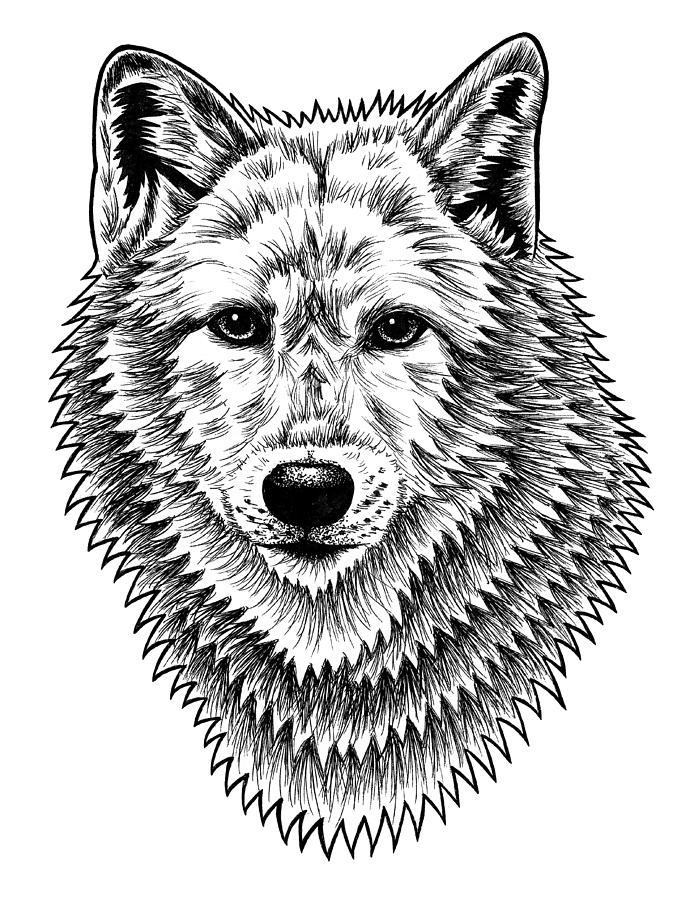 Wolves Drawing - European Wolf - ink illustration by Loren Dowding