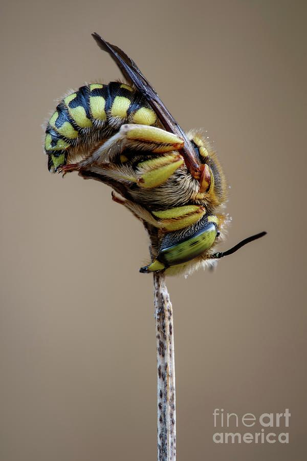 European Wool Carder Bee - the new kid on the block – Colony