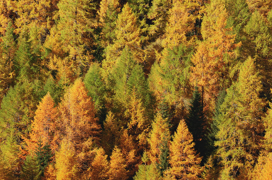 Europeanlarch Tree, Autumn Photograph by Martin Ruegner