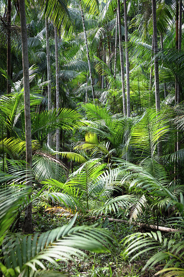 Euterpe Oleracea (açai), Ilha Do Combu, Amazon, Belem Do Pará, Para ...