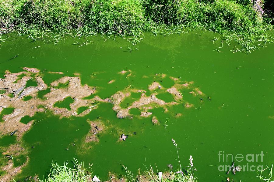 Eutrophication In A Flooded Field Photograph by Dr Keith Wheeler/science Photo Library