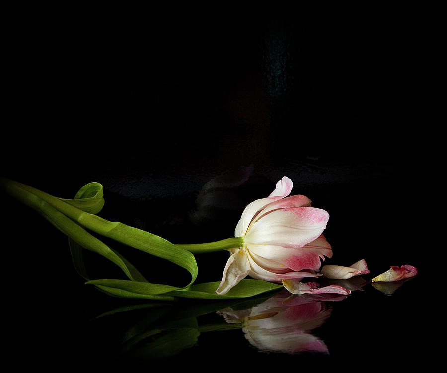 Even Though A Flower Fades 2 Photograph by Theresa Tahara