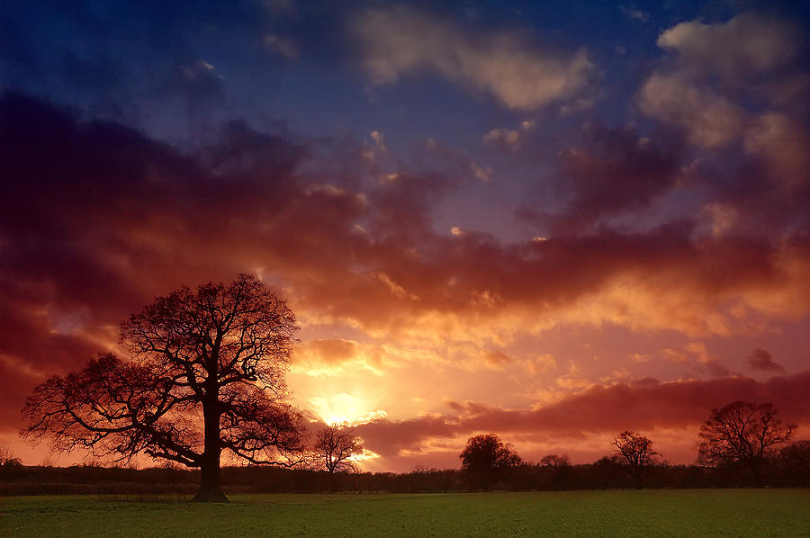 Sunset Photograph - Even Trees Like To Watch The Sunset... by Conor Lanphere