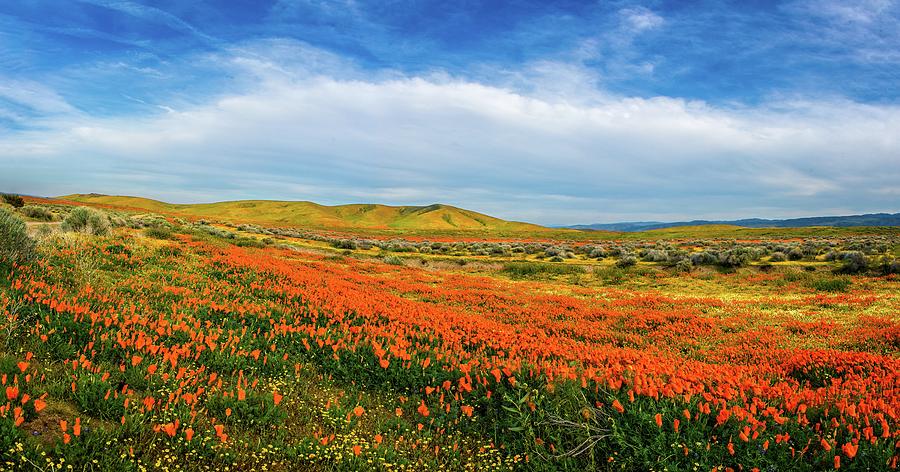 Evening Beauty at the Reserve Panorama - Superbloom 2019 Photograph by Lynn Bauer