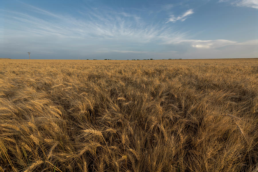 Evening By The Wheat Field by Scott Bean Evening By The Wheat Field by Scott Bean