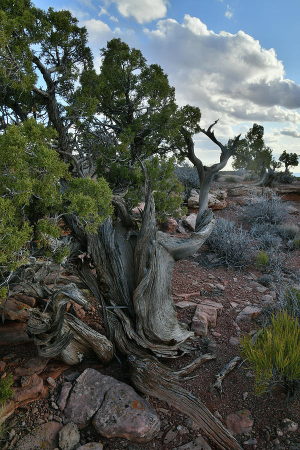 Evening Clouds over Canyonlands Juniper Photograph by Ray Mathis