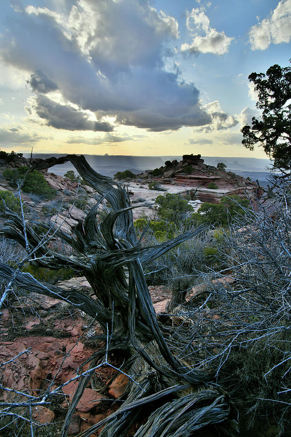 Evening Comes to Canyonlands National Park Photograph by Ray Mathis