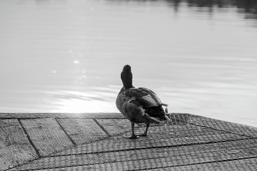 Evening Duck In Black and White Photograph by Scott Lyons