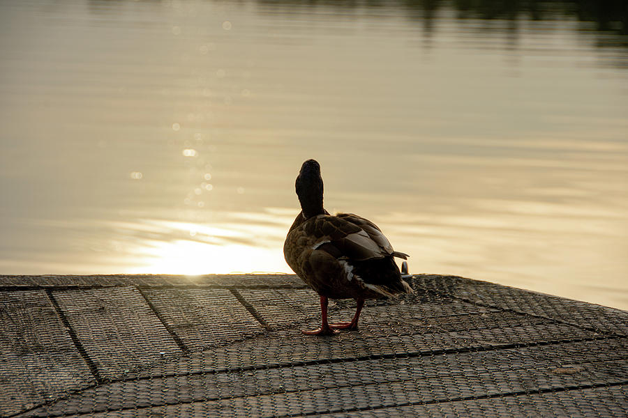 Evening Duck Photograph by Scott Lyons