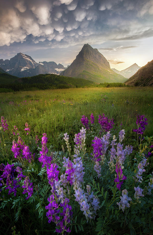 Evening Glow After The Storm / Many Glacier, Glacier National Park by Nicholas Parker Evening Glow After The Storm / Many Glacier, Glacier National Park by Nicholas Parker