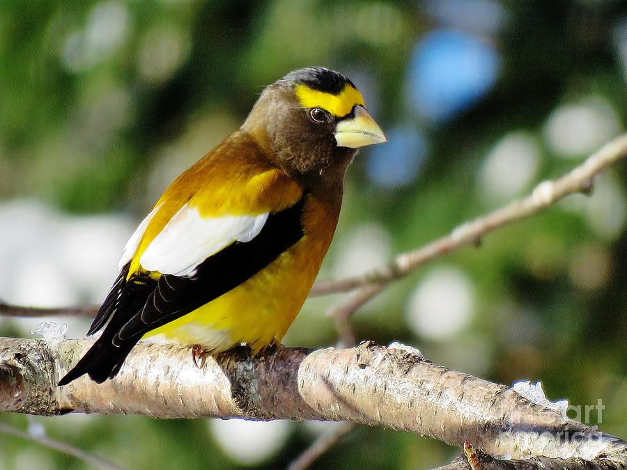 Evening Grosbeak Photograph by Vickie Ketch - Fine Art America