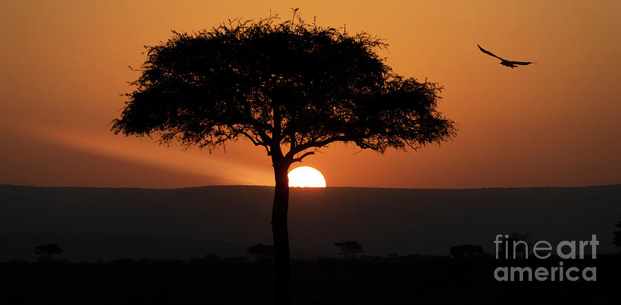 Evening in Kenya Photograph by Sandra Bronstein