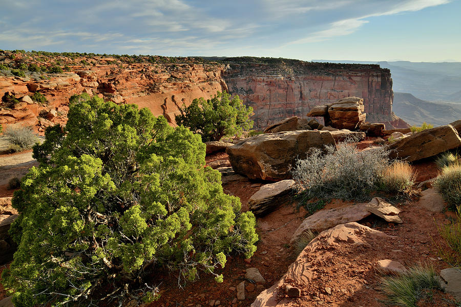 Evening Light on Oranges Cliffs of Canyonlands Photograph by Ray Mathis