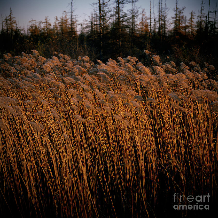 Evening Light by RicharD Murphy Evening Light by RicharD Murphy