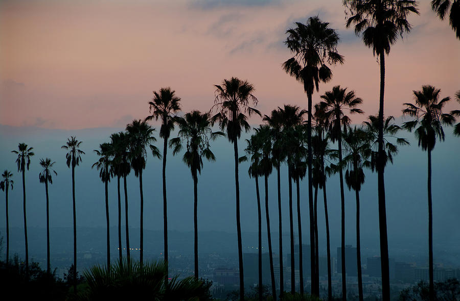 Evening Palms With City Background Photograph by Mitch Diamond