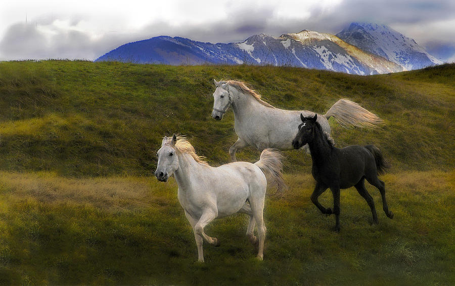 Мир лошадка. Мир лошадей. Лошадь в облаках. Лошади мир животных. Лошадь. Мир природы.