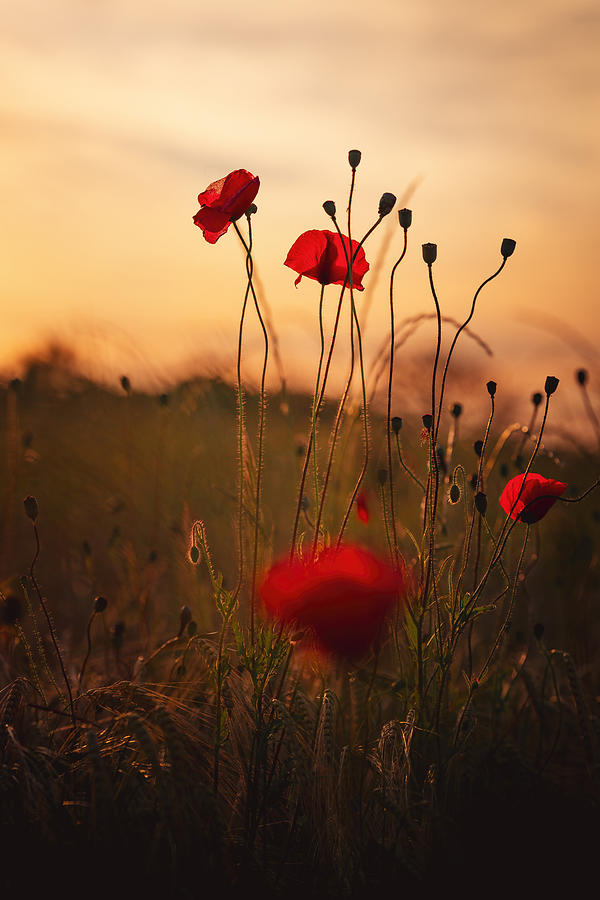 Evening Poppies Photograph by Norbert Maier