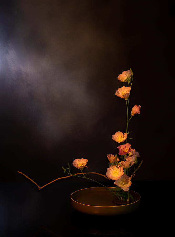 Still Life Photograph - Evening Primrose by Lucy Yu