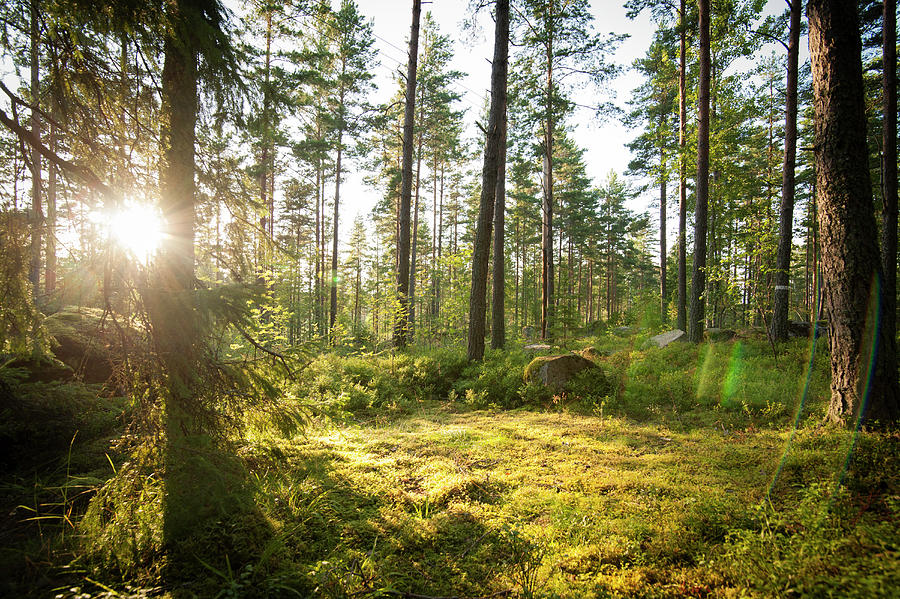 Evening Sun In The Wood Between Pines And Mossed Rocks, Trollegater, Kinda, Ostergotland, Sweden Photograph by Nicole Franke