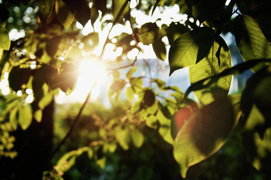 Evening Sun Shining Through Leaves Photograph by Johner Images