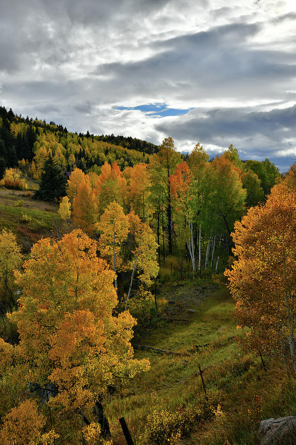 Evening Sunlight on Aspens along Highway 62 Photograph by Ray Mathis