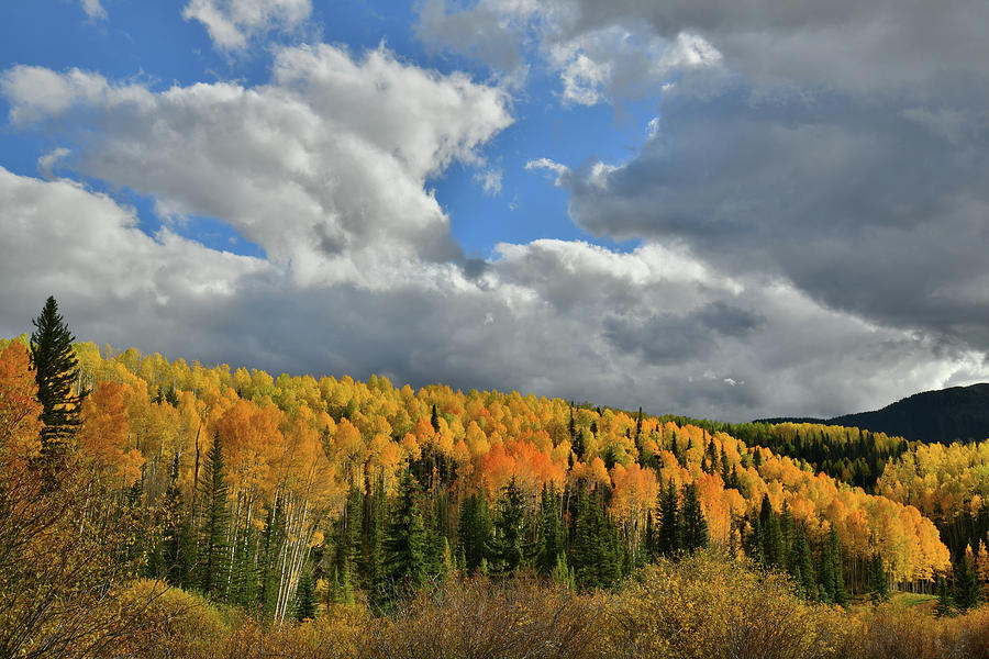 Evening Sunlight on Golden Aspens Photograph by Ray Mathis