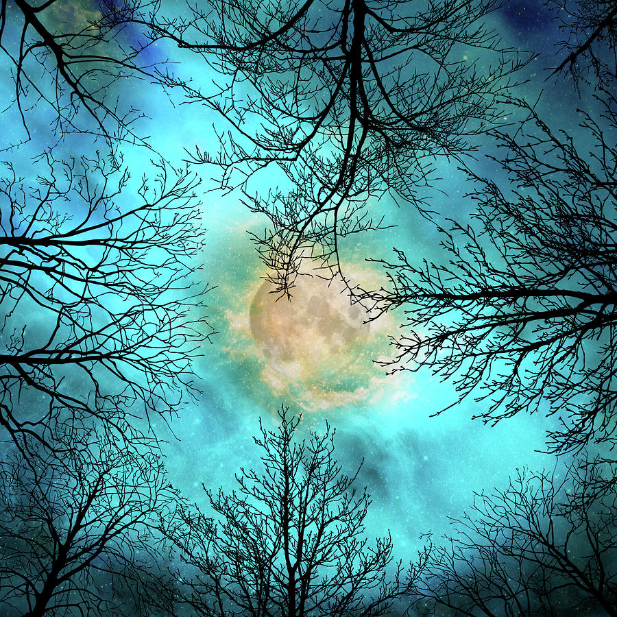 Tree Digital Art - Evening by Tina Lavoie