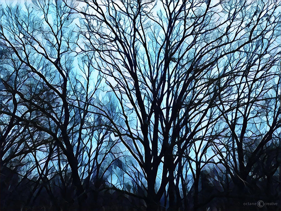 Evening Trees 0423 Photograph by Tim Nyberg