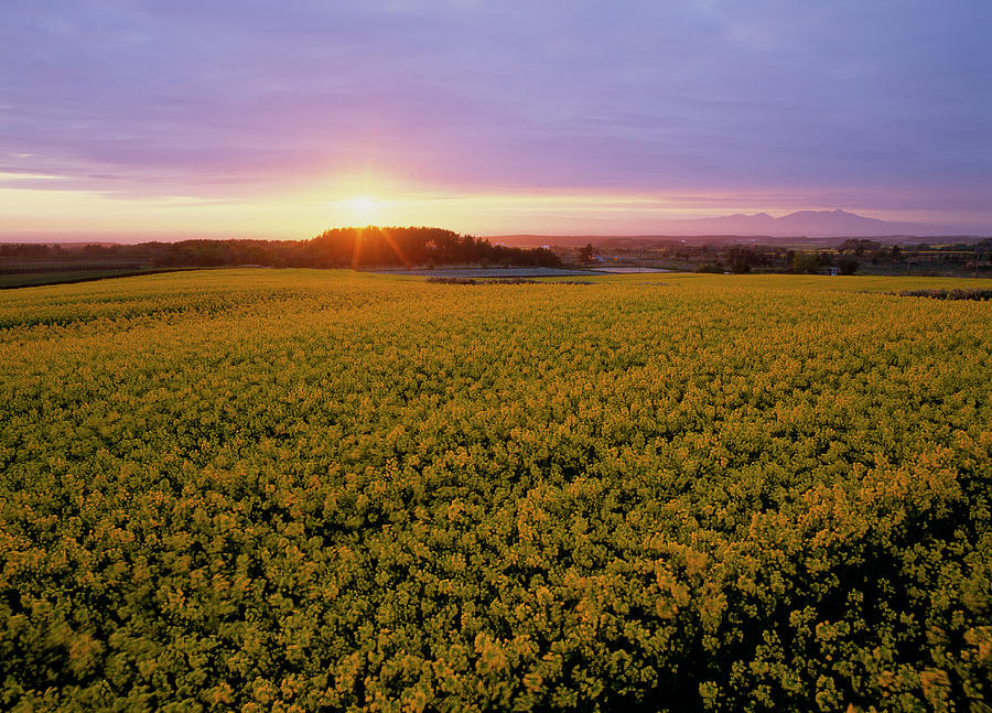 Evening View Of Rape Blossoms At Photograph by Mixa