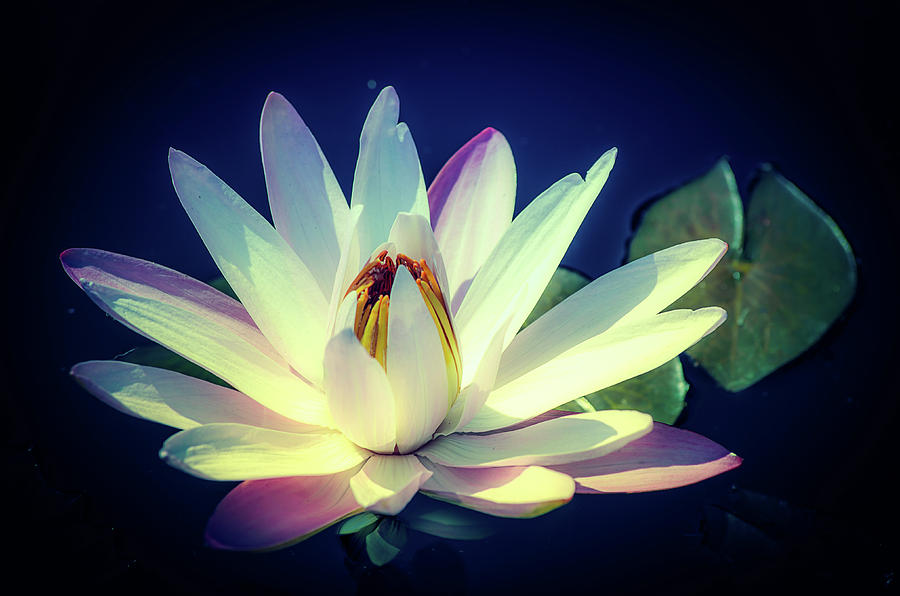 Evening Water Lily Photograph by Julie Palencia