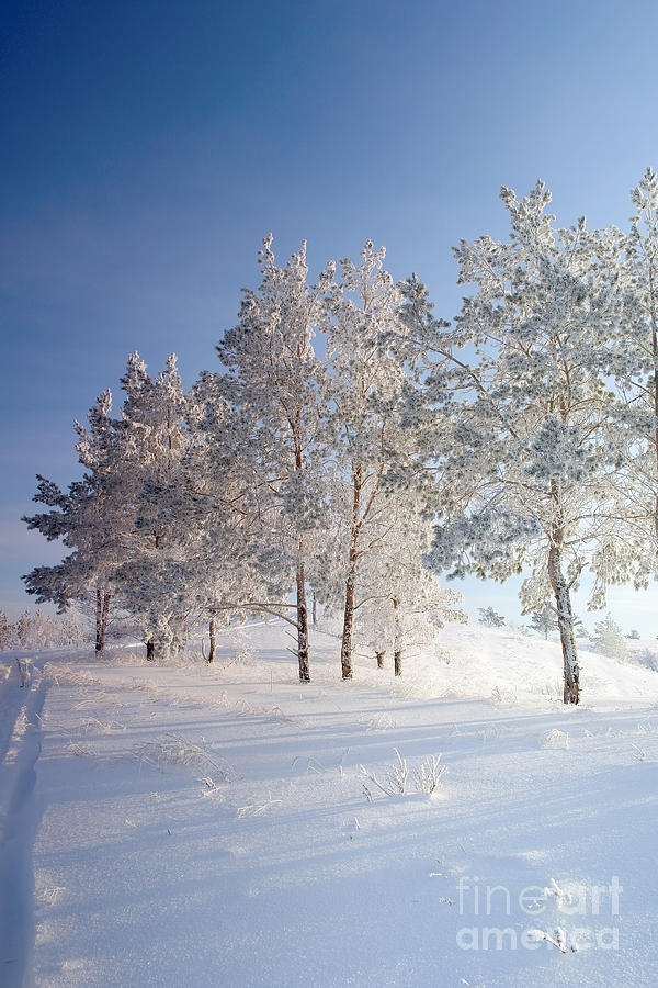 Forest Photograph - Evening Winter Landscape With Pines On by Deserg Forest Photograph - Evening Winter Landscape With Pines On by Deserg