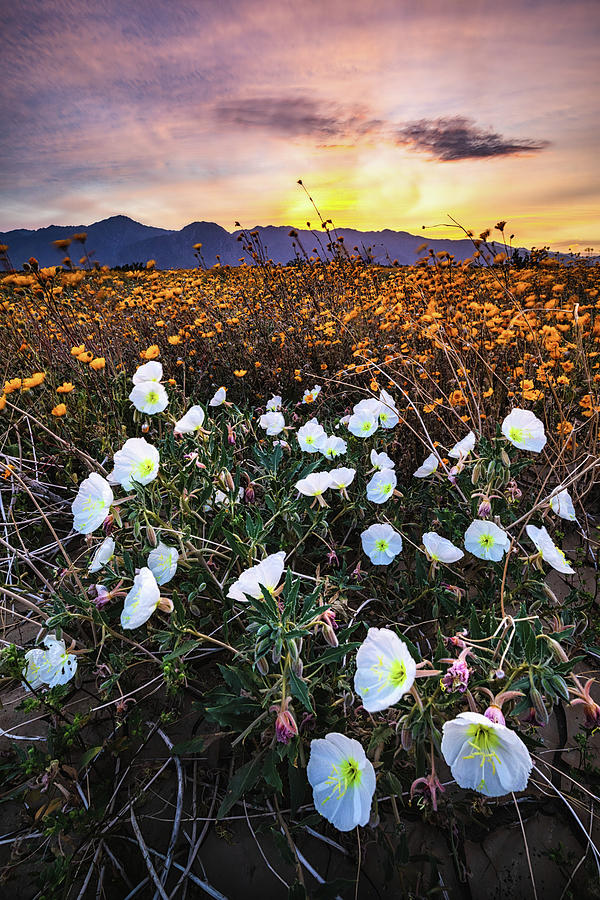 Evening with Primroses Photograph by Jason Roberts