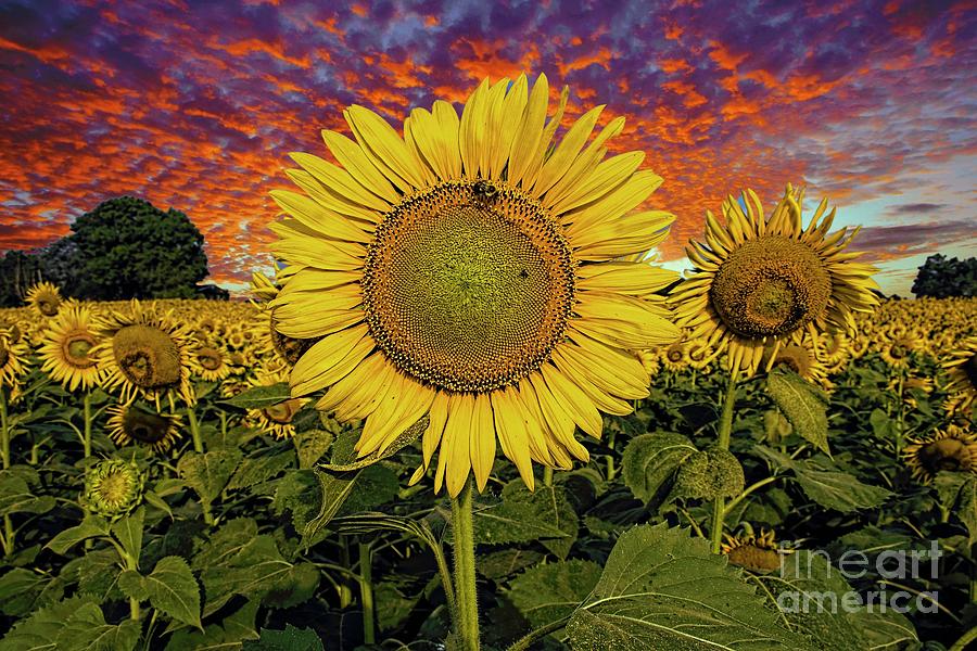 Evening with the Sunflowers Photograph by Geraldine DeBoer