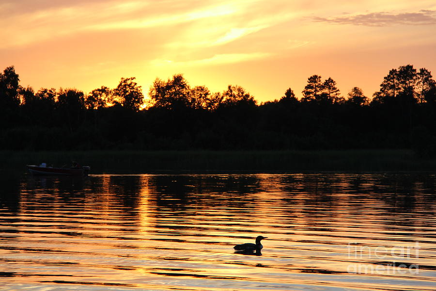 Evenings with the Loons Minnesota Photograph by Ann Brown