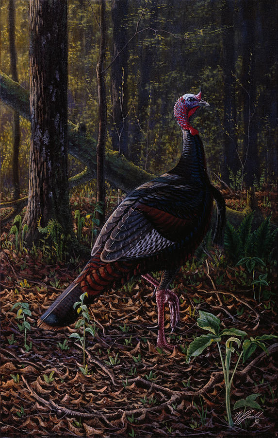 Animal Painting - Ever Alert - Wild Turkey by Wilhelm Goebel