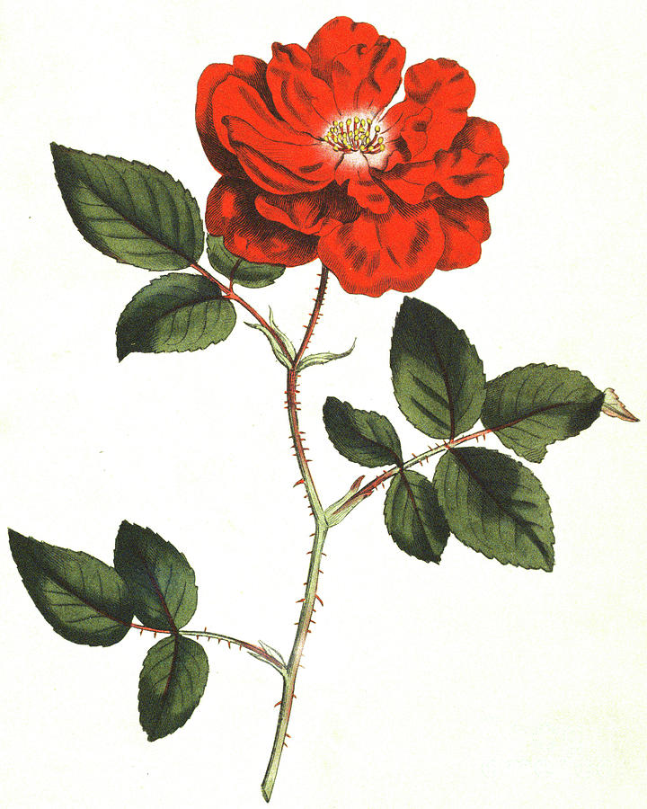 Ever flowering Rose, Rosa Semperflorens Painting by English School