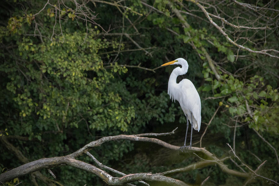Ever Watchful Egret Photograph by Ira Marcus