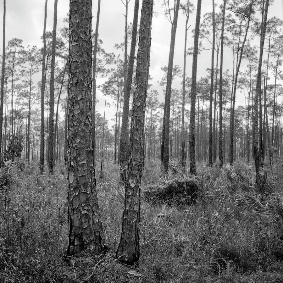 Everglades 041903 Photograph by Rudy Umans