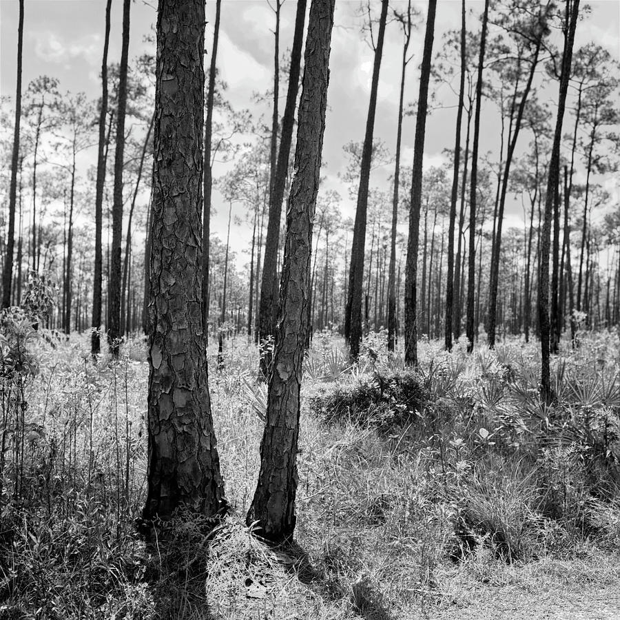 Slash Photograph - Everglades-041904 by Rudy Umans