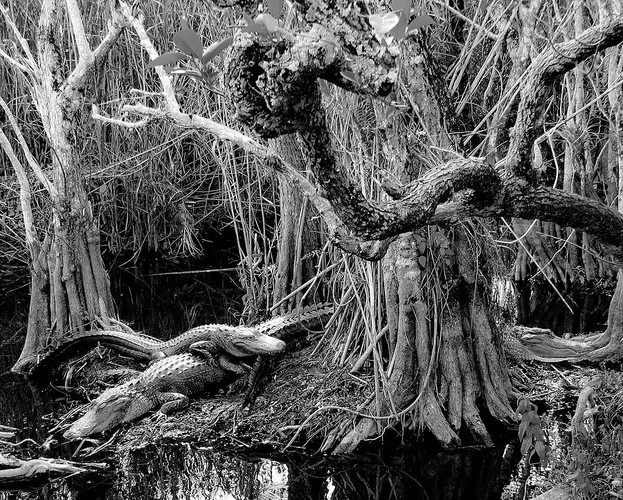 Everglades #6 Photograph by Neil Pankler | Fine Art America