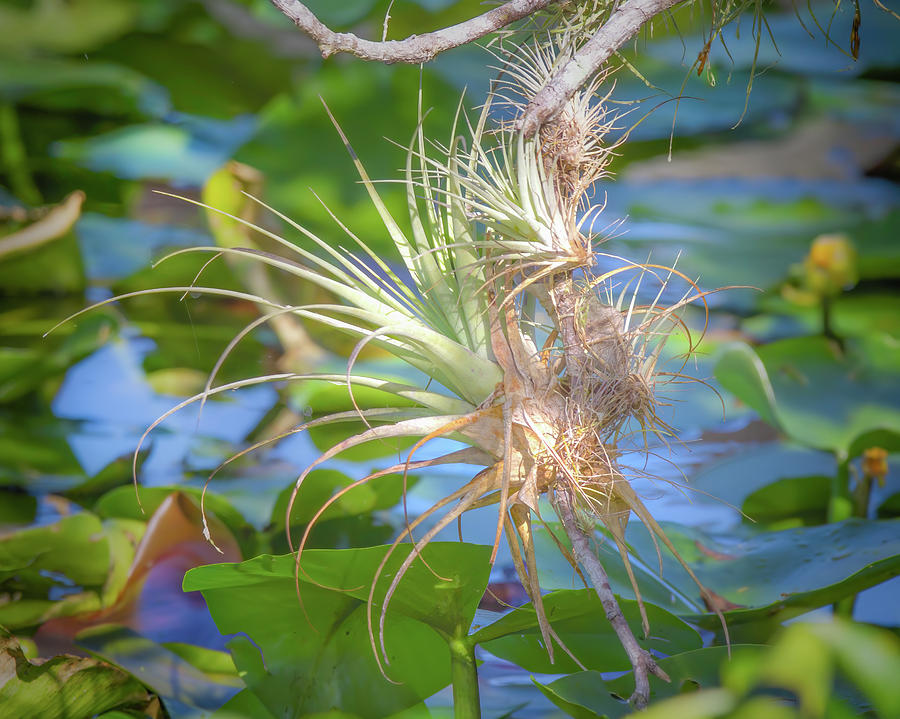Everglades Airplants Photograph by Mark Andrew Thomas