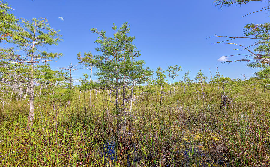Everglades National Park Dwarf Cypress Forest Photograph by Mark Andrew Thomas